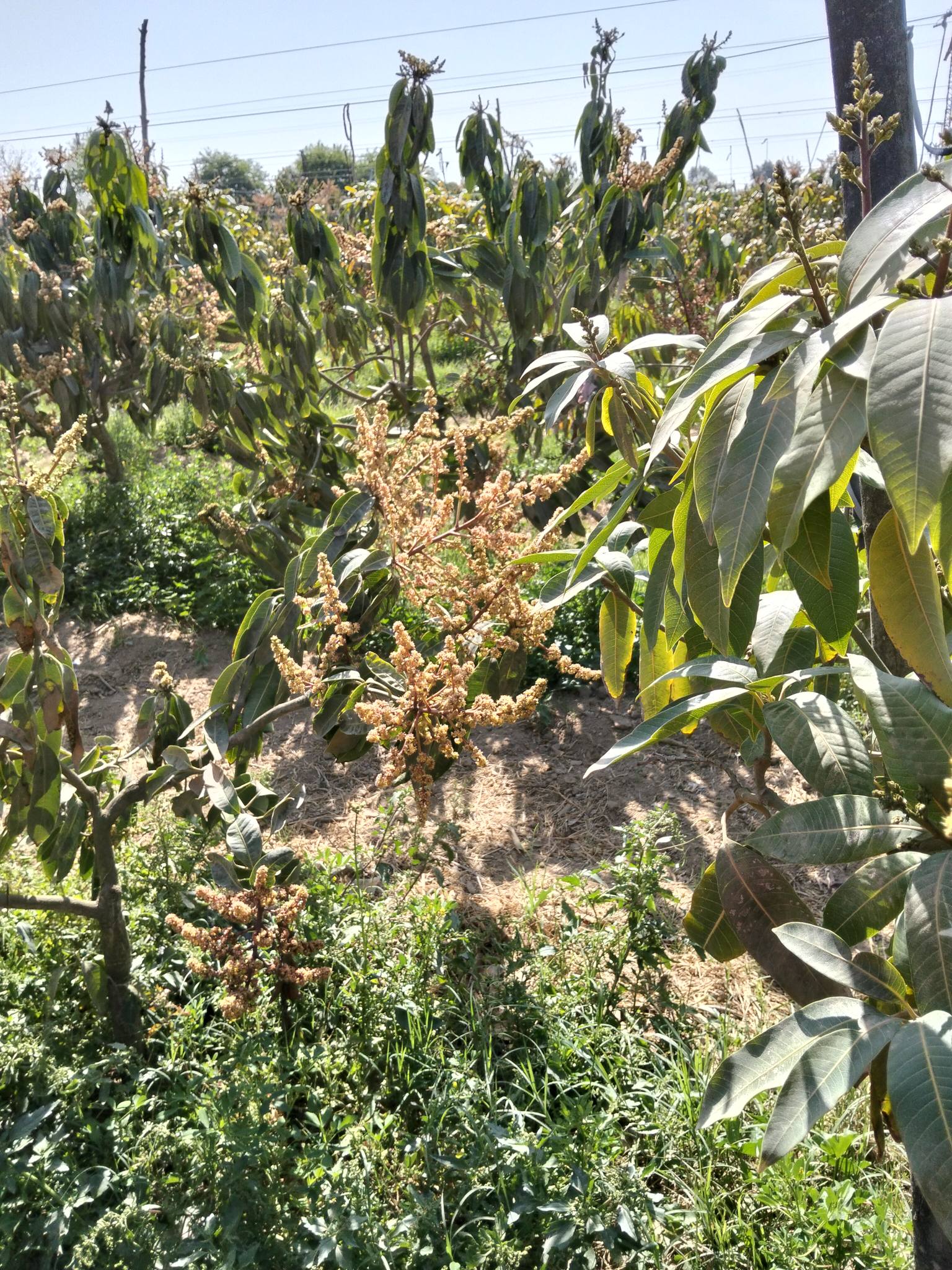 ايه الرش المطلوب في هذه الفتره والافضل اني ارش الحشائش في الوقت الحالي ولا بعد شيل المحصول